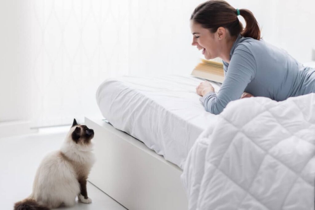 gatto vuole saltare sul letto