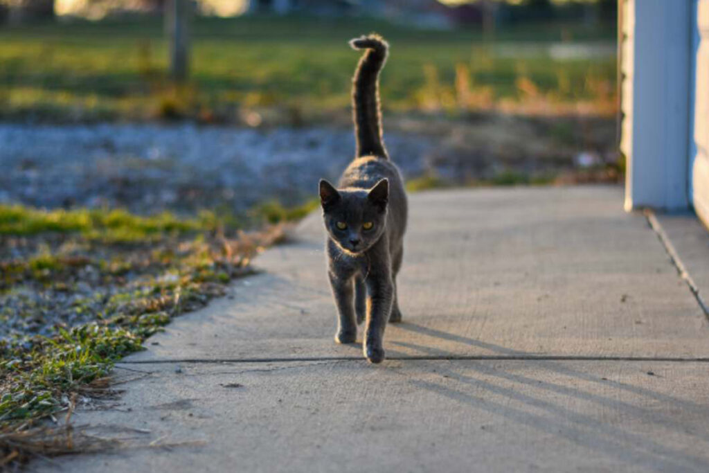 gatto muove la coda e forma un punto interrogativo