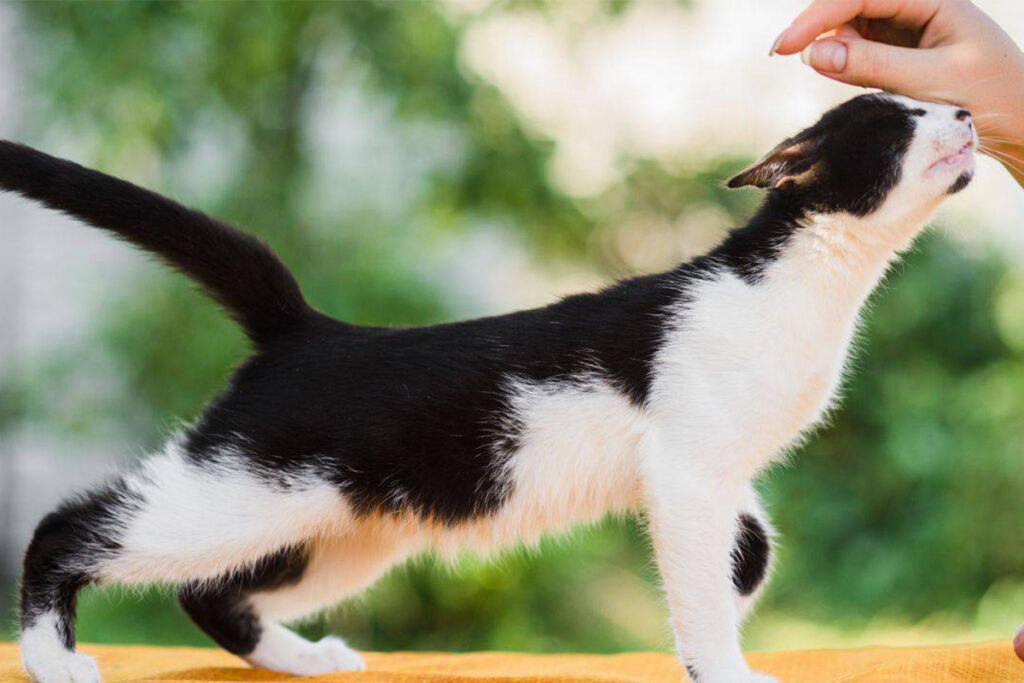 gatto muove la coda e dà testate