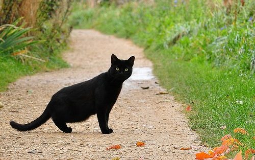 gatto-nero-sulla-strada