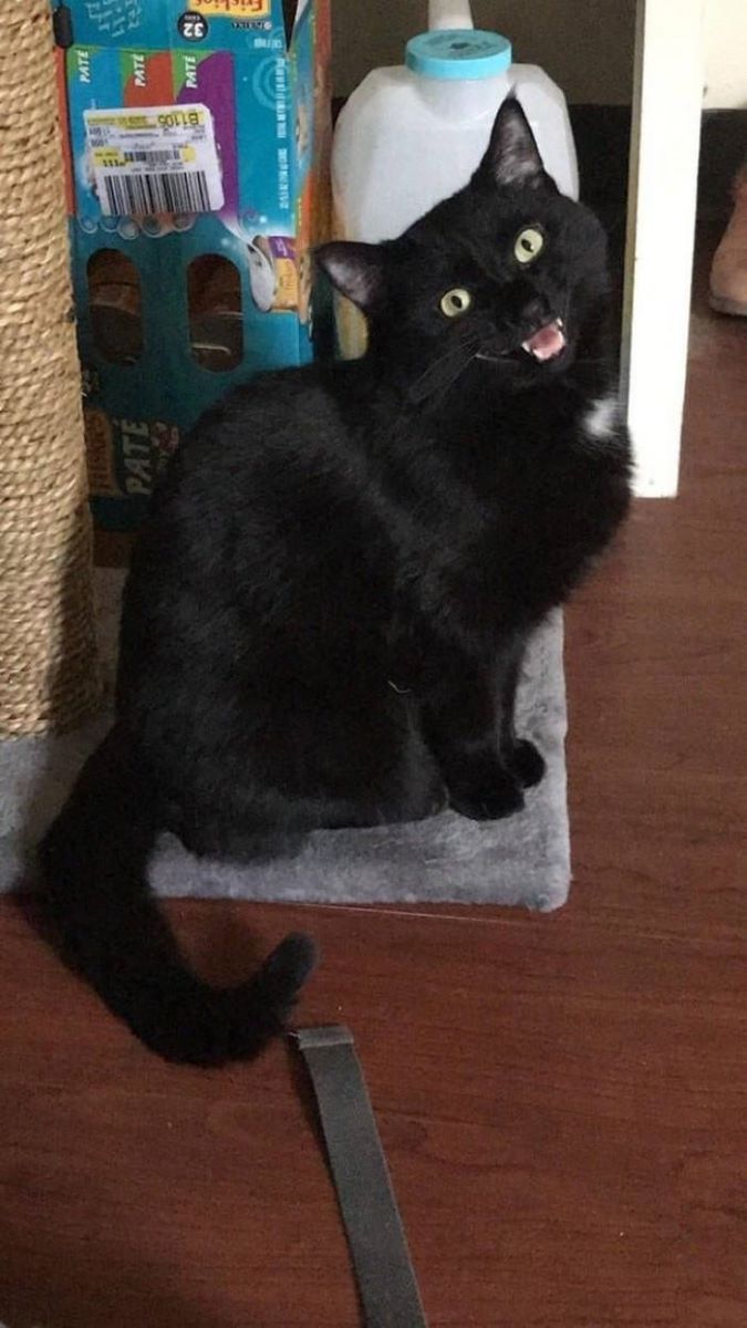 gatto-nero-che-ride