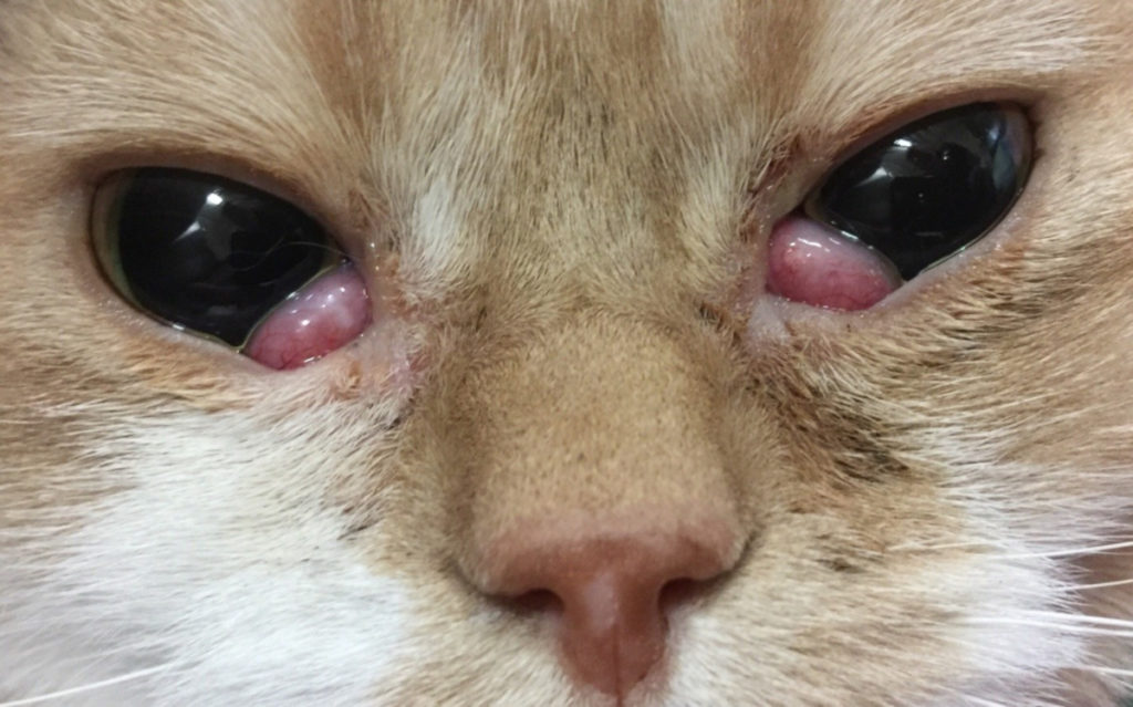 gatto-occhio-a-ciliegia