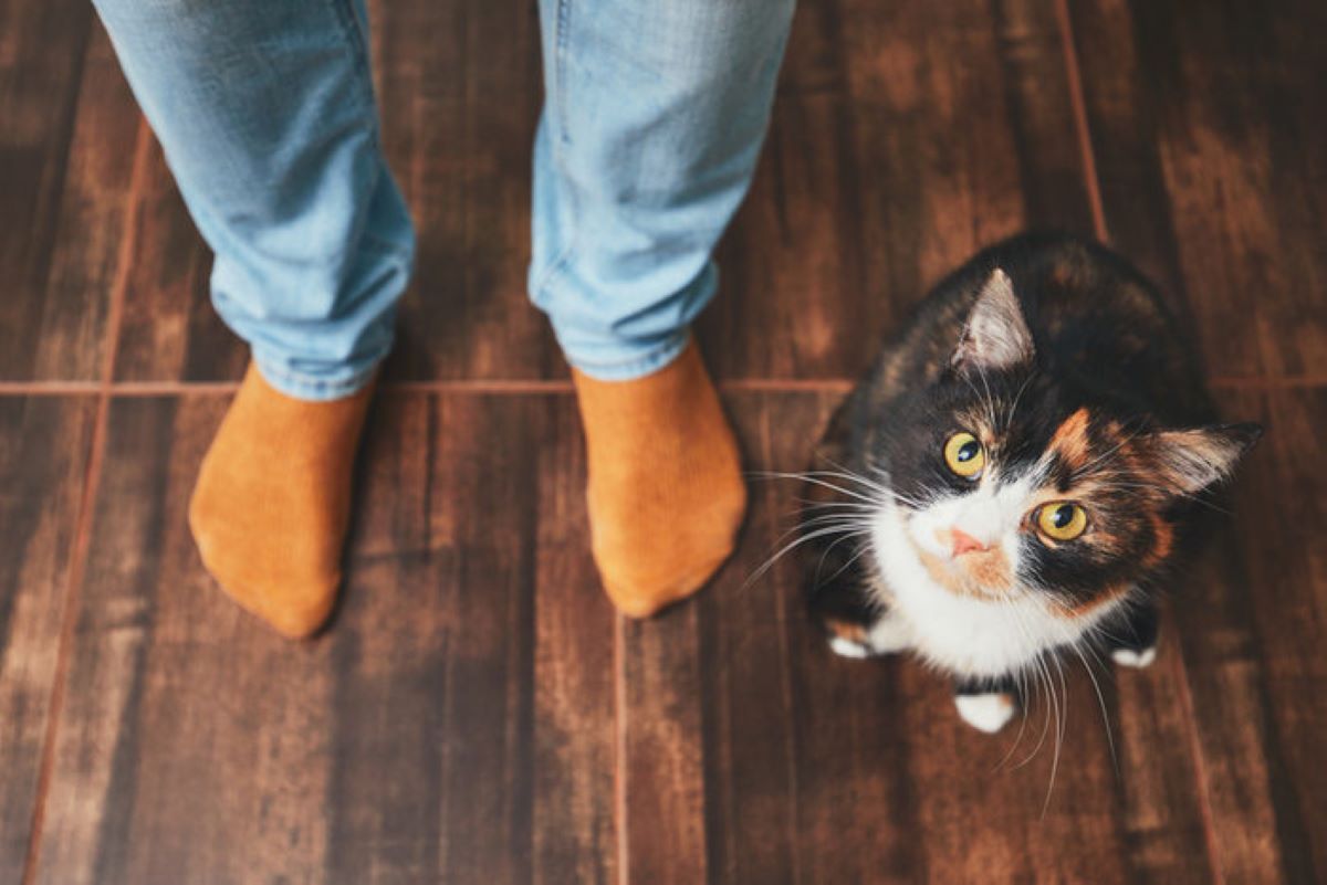 gatto-guarda-dall'alto-in-basso