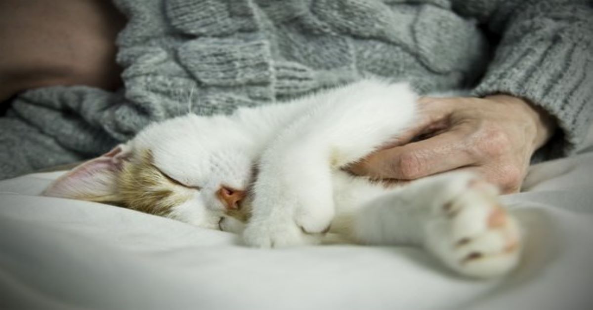 gatto-che-dorme-sul-letto