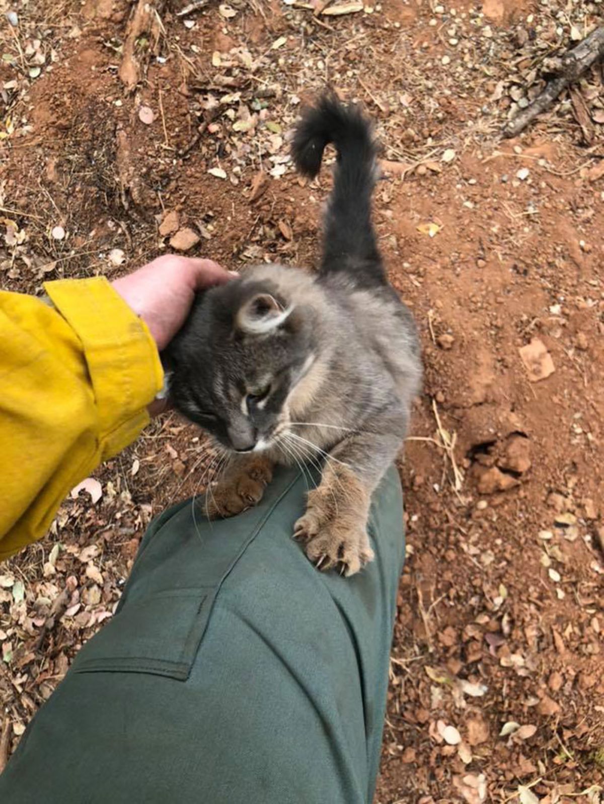 gatto-cerca-protezione