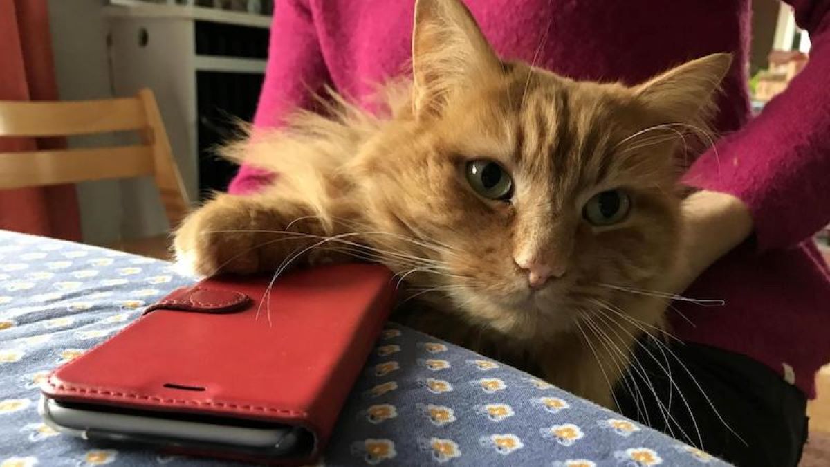 gatto-con-telefonino