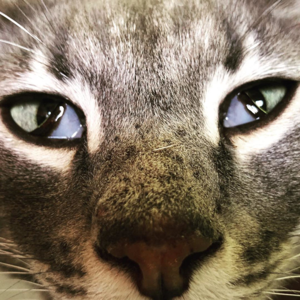 gatto-sindrome-di-haw