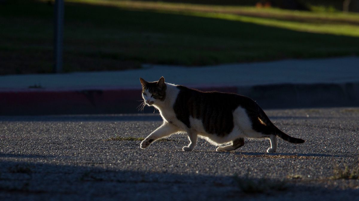 gatto per strada