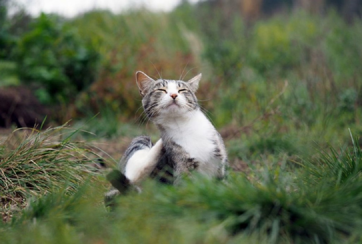 gatto seduto su un prato