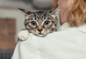 Gatto stressato: tutti i sintomi e cosa bisogna fare