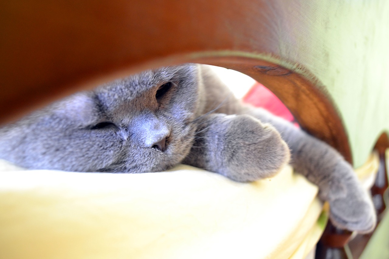 Perché il gatto fa la pipì sempre sul letto?