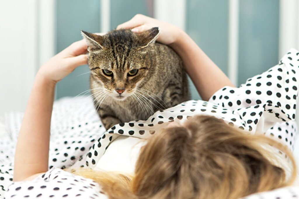 gatto fa la pasta di notte