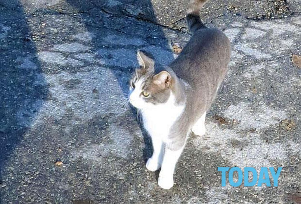gatto-sulla tomba del padrone