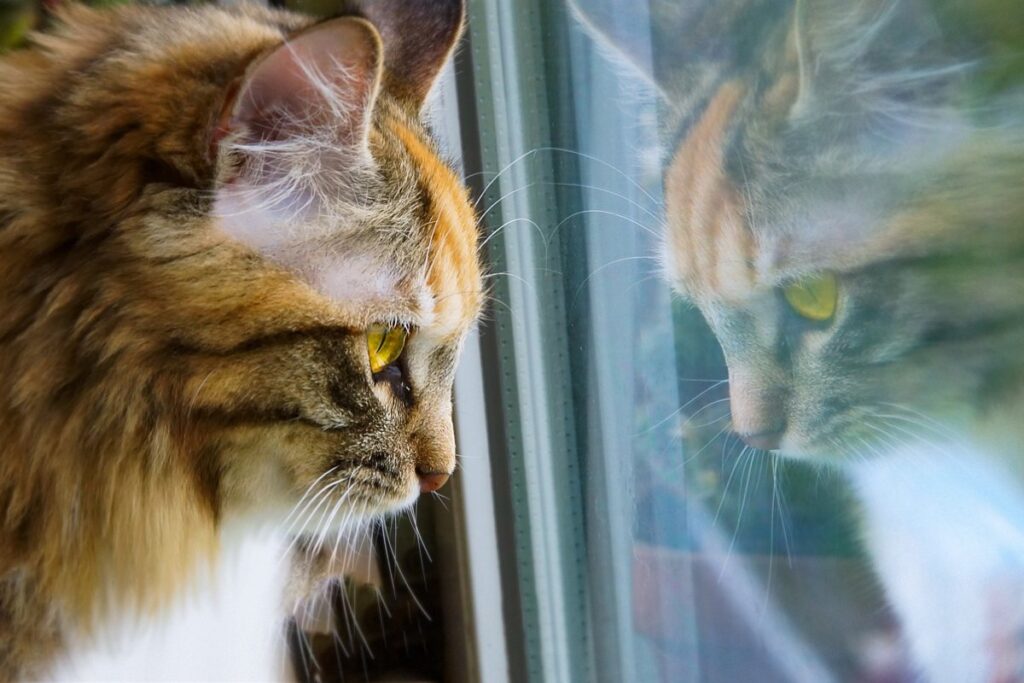 gatto che guarda fuori dalla finestra