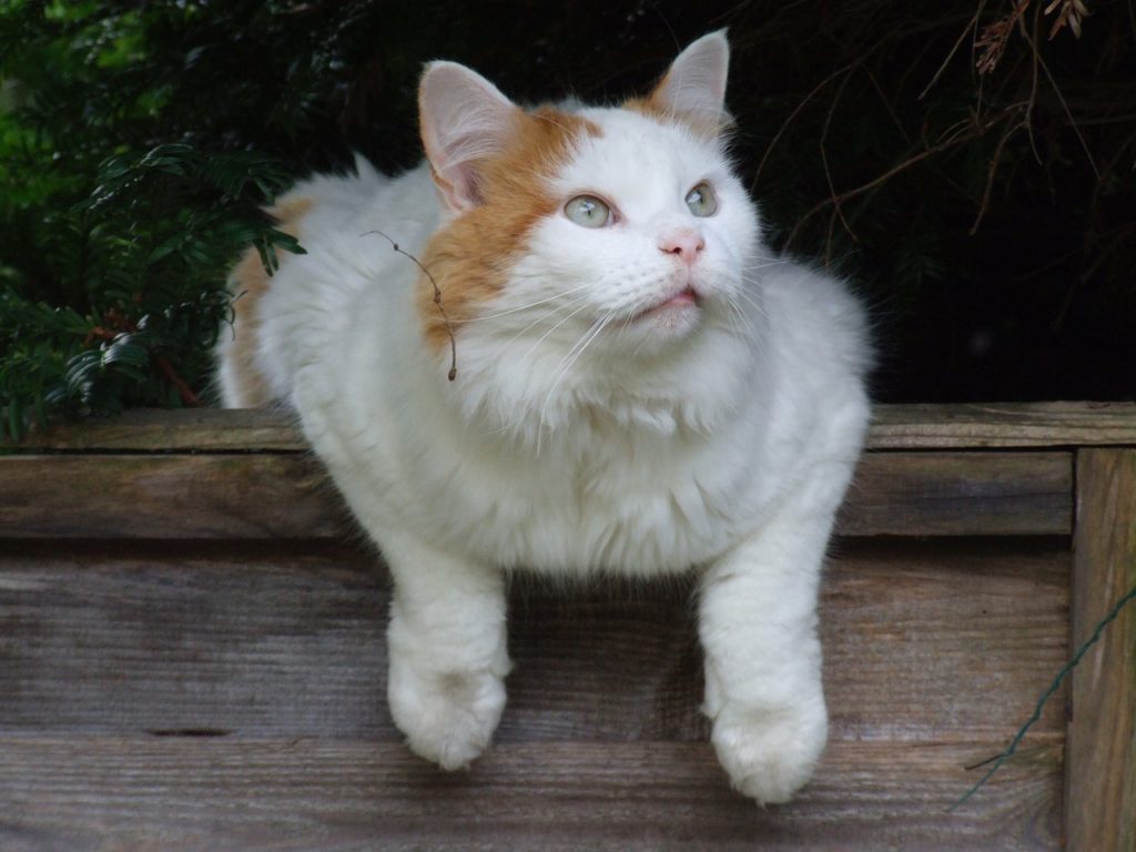 Meowington, il gatto Turco Van che diventa un acrobata inseguendo il laser (VIDEO)