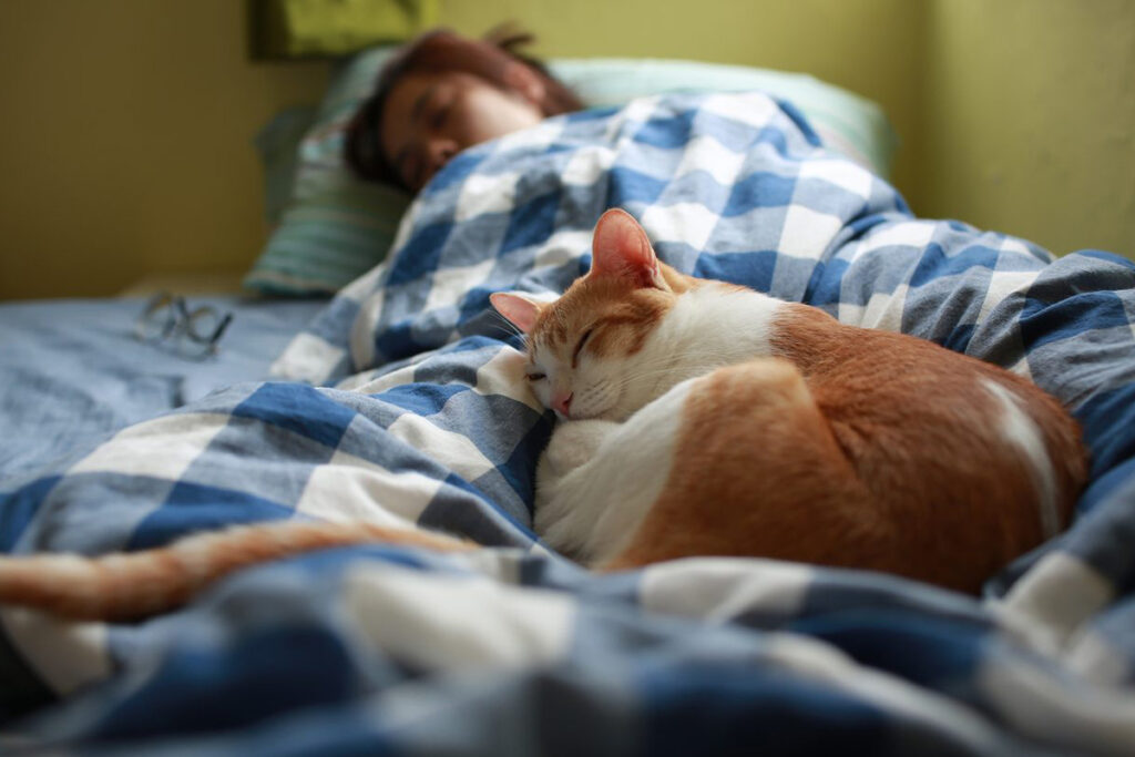 gatto sul letto