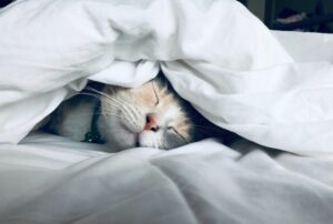 gatto avvolto dalle coperte