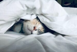 Perché il gatto vuole dormire nel mio letto?