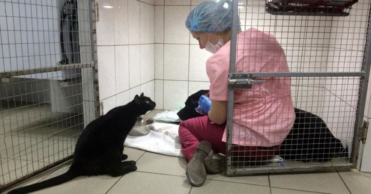 Lucifero, un gatto nero che aiuta gli animali malati ospiti della clinica