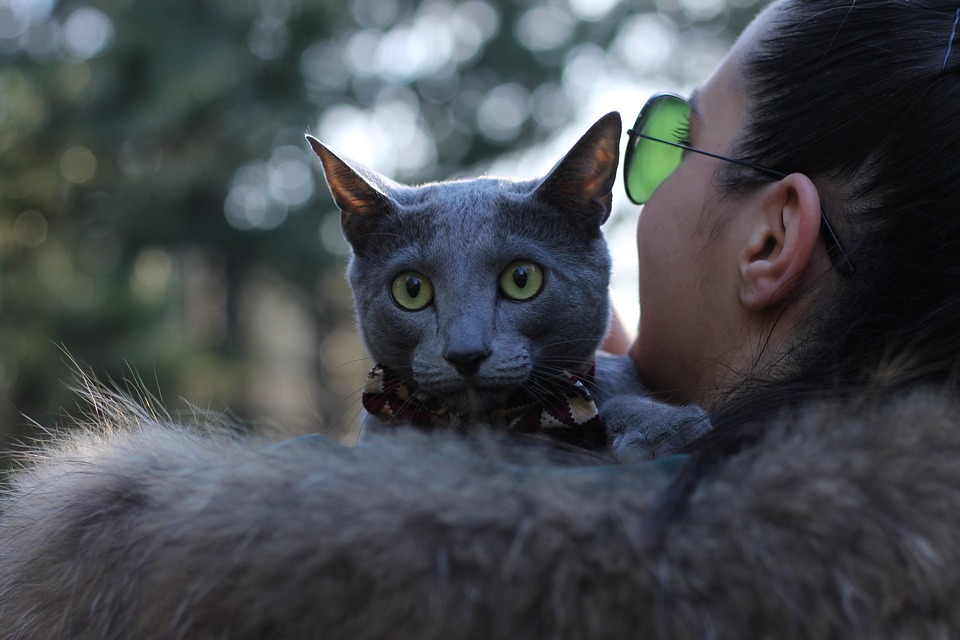 Gattoterapia: benefici e privilegi del vivere con un gatto