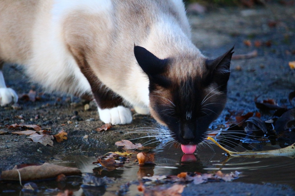 giardia gatto sintomi)