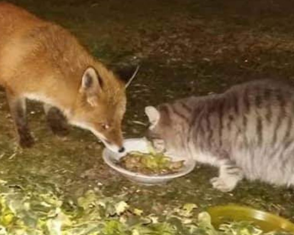 il gatto e la volpe mangiano insieme 