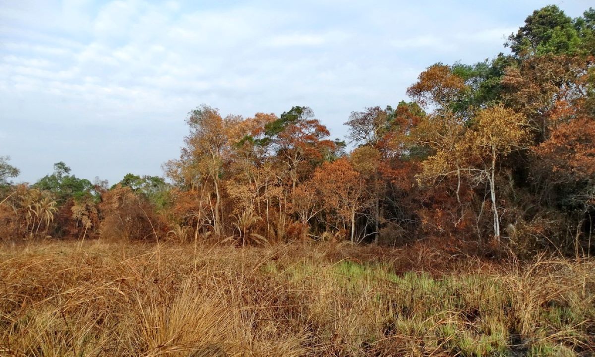 foresta-pluviale-Tanzania