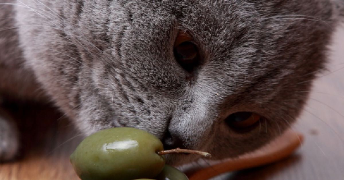 I gatti e la passione per le olive
