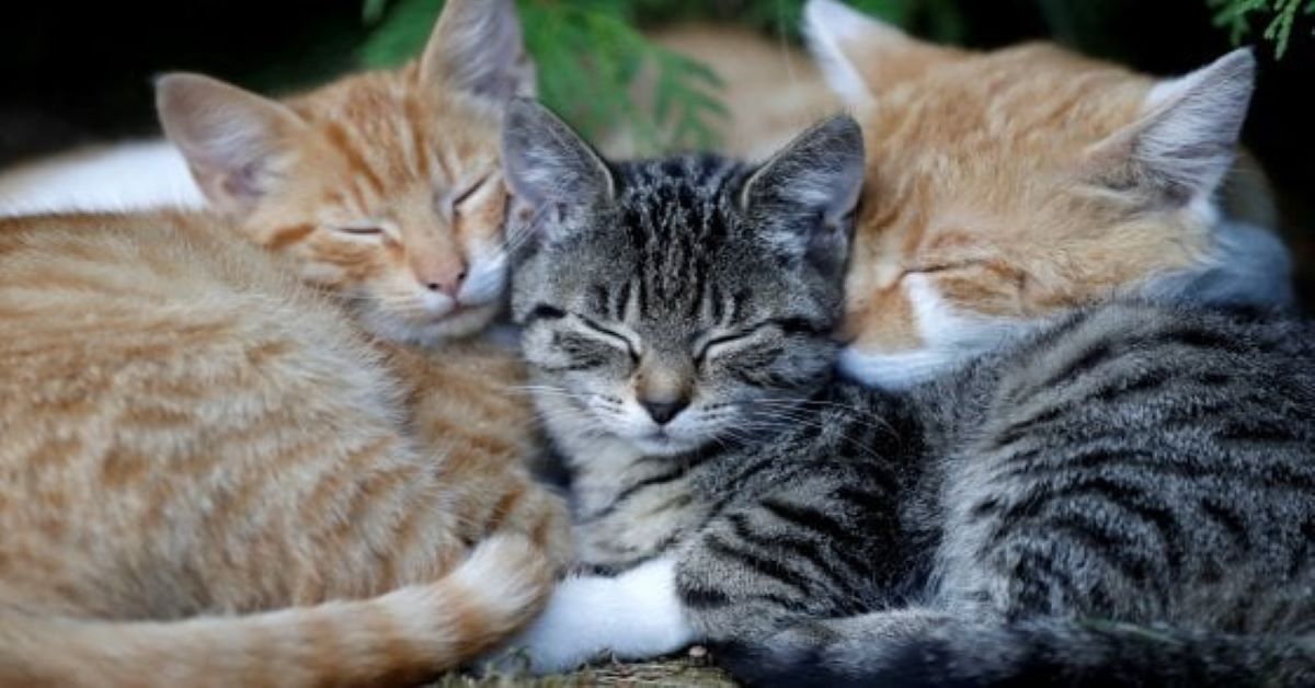 I gatti e le loro pose: 15 immagini piene di dolcezza e simpatia