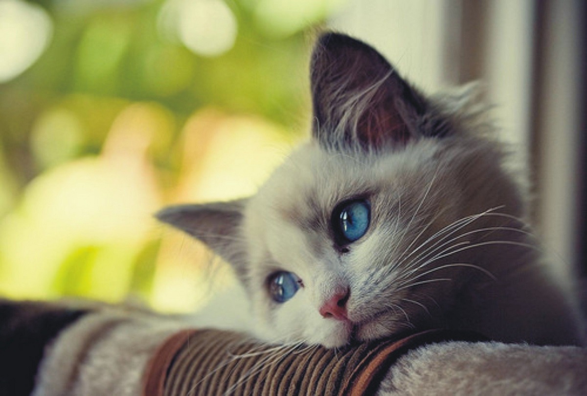 gatto con occhi blu