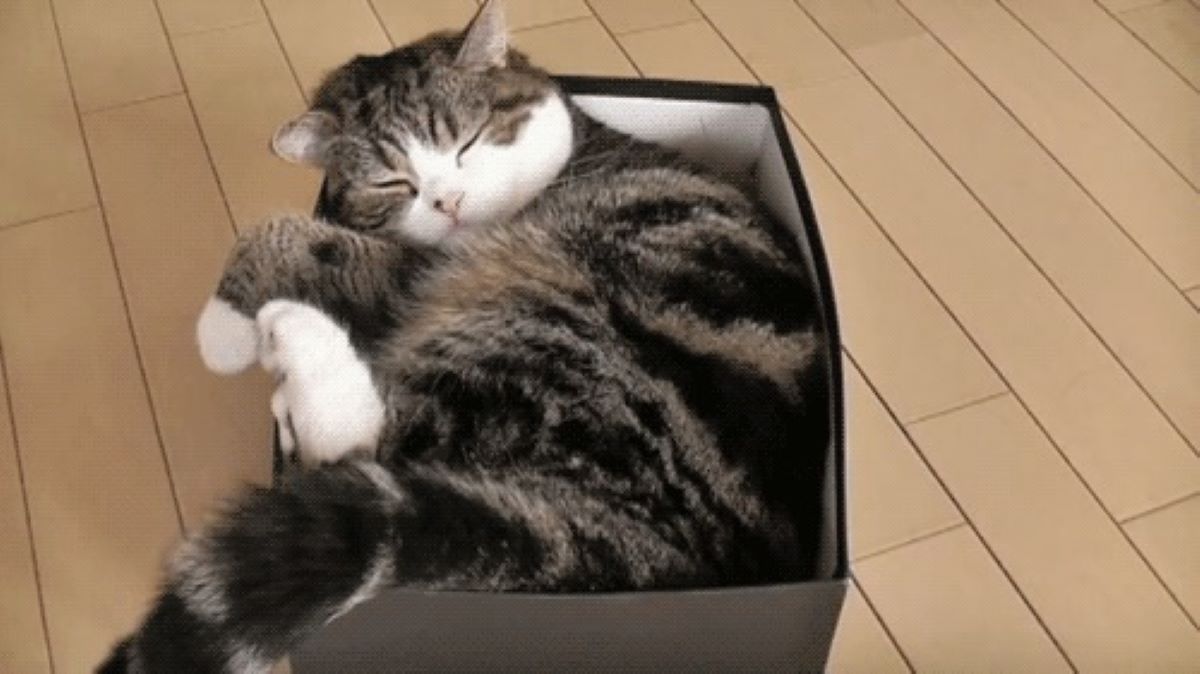 gatto-nella-scatola