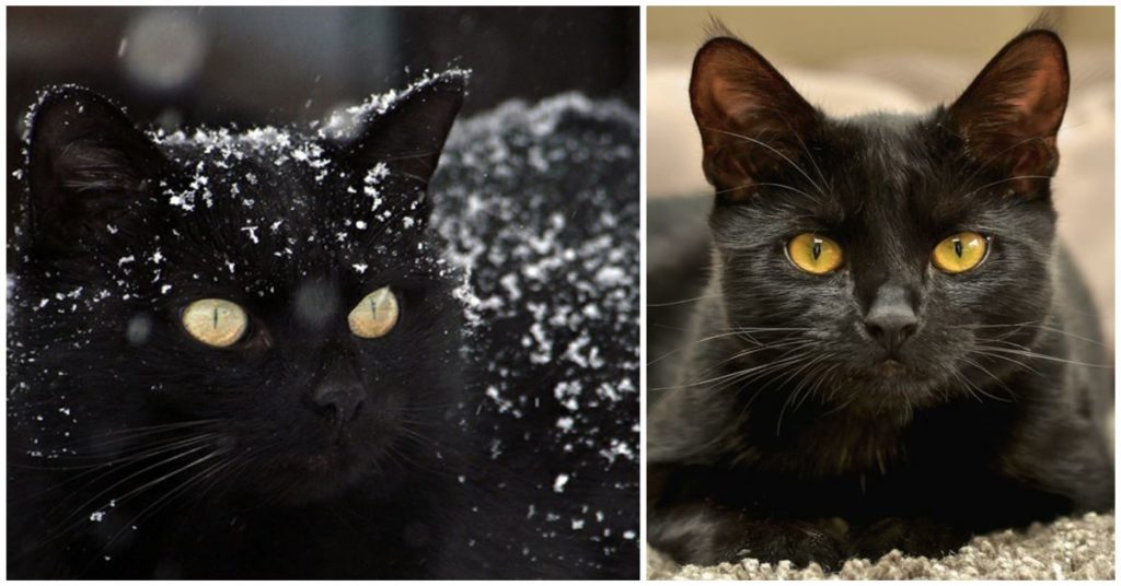 Gatto nero: tra superstizioni, leggenda e verità