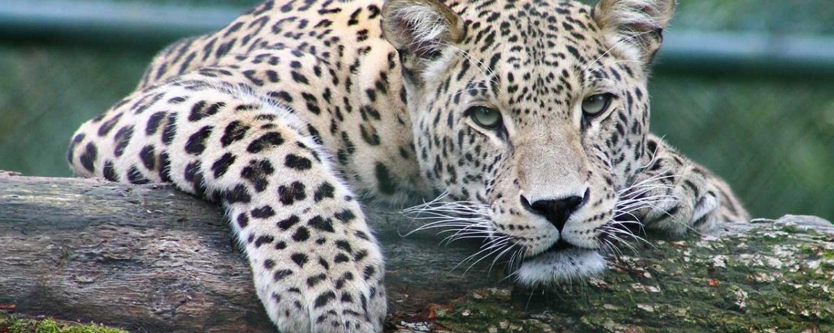 leopardo-che-guarda