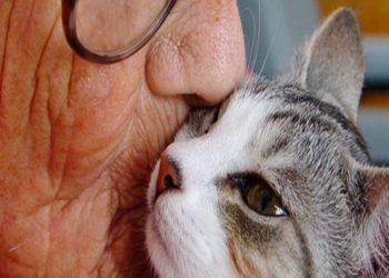 nero ragazze micio chiudere su