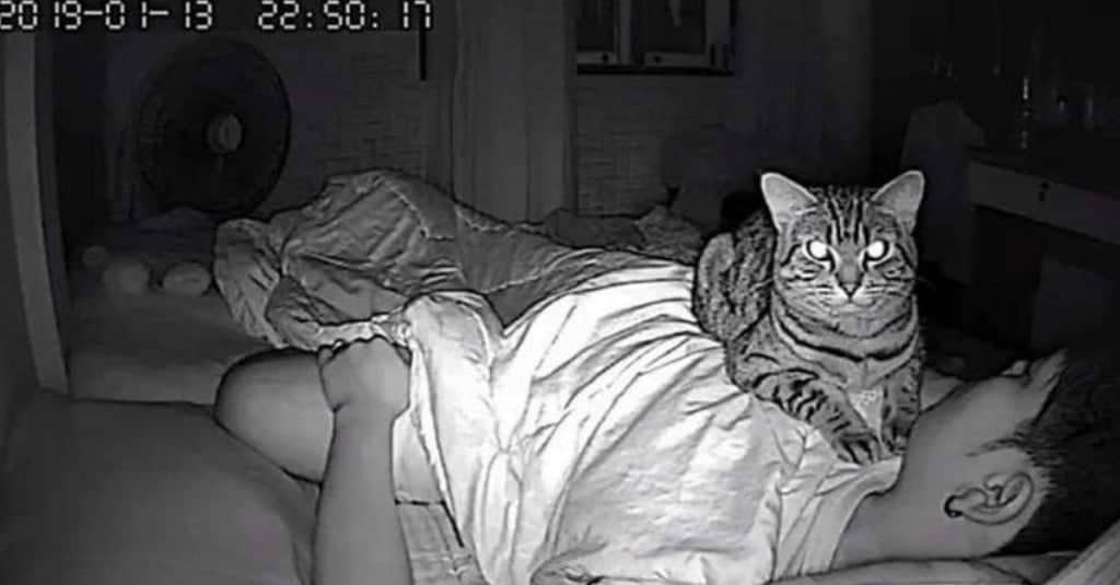 La telecamera spia cosa fa il gatto di notte