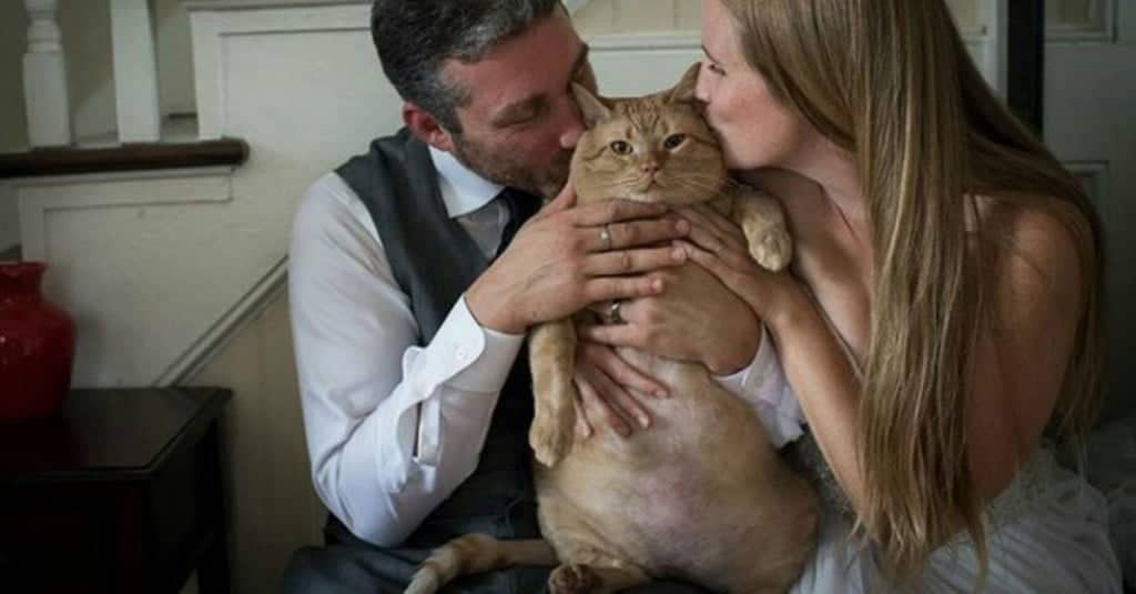 Le foto di nozze con il loro gatto