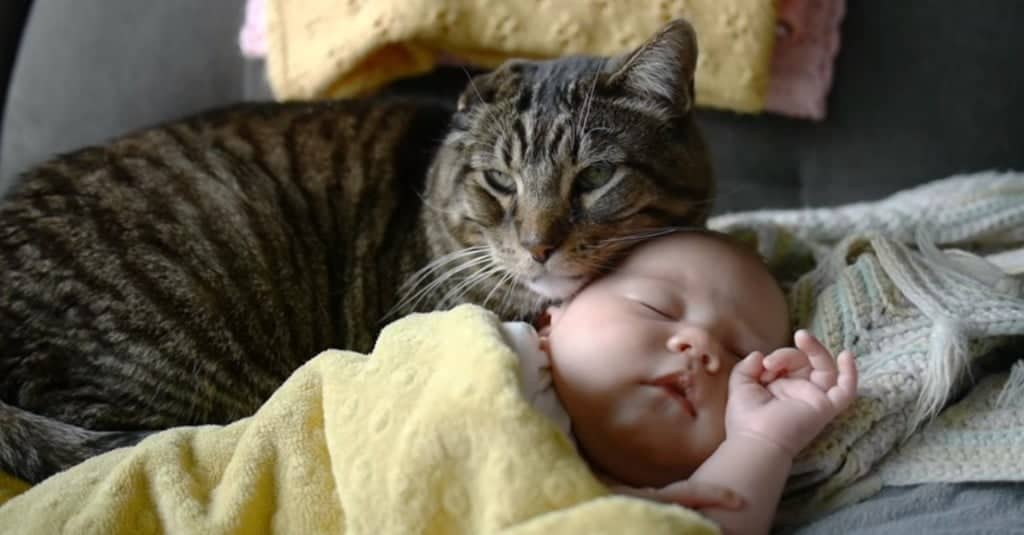 gatto e bambino tanti motivi per vivere insieme