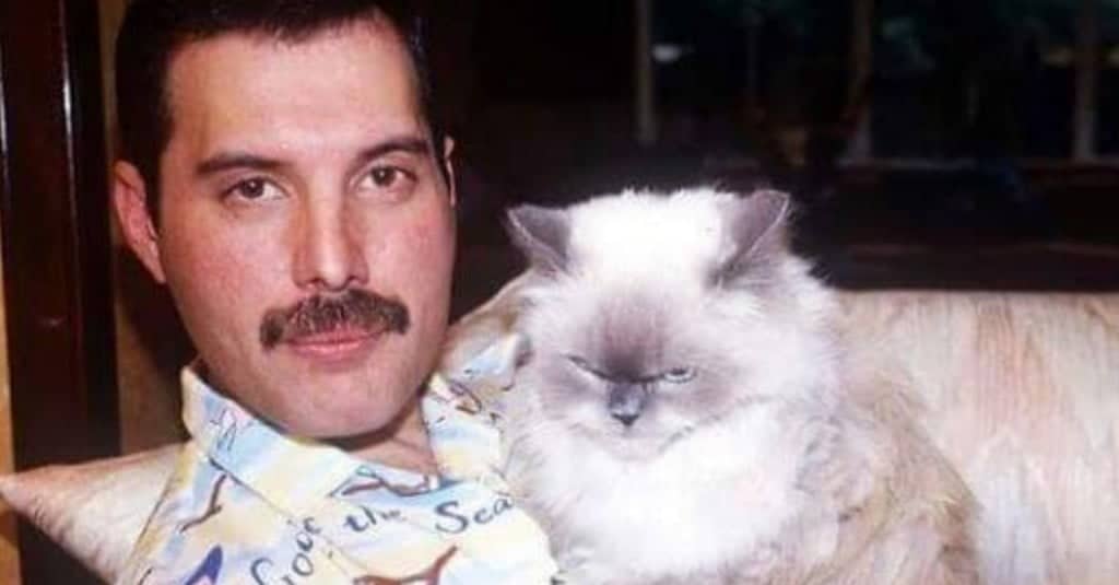 Il rapporto speciale di Freddie Mercury con i gatti