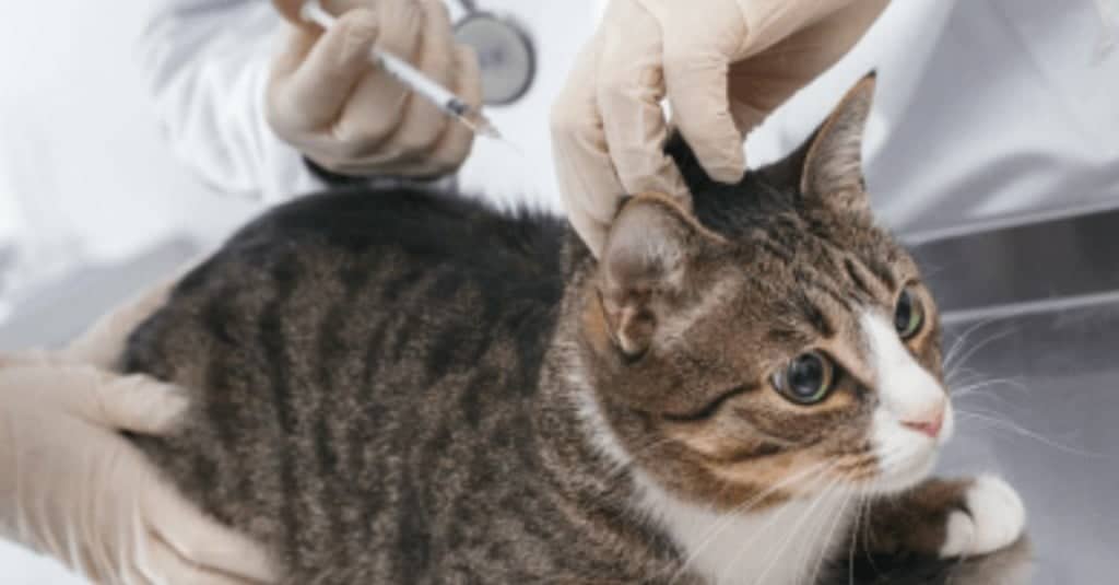 Aboliti i test sperimentali che uccidevano i gatti