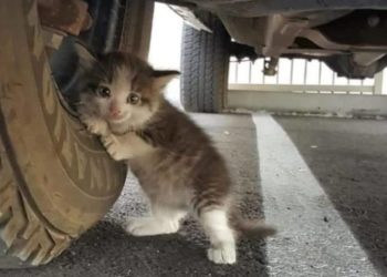 Aljosha Il Gatto Trovato Ubriaco Il Mio Gatto è Leggenda