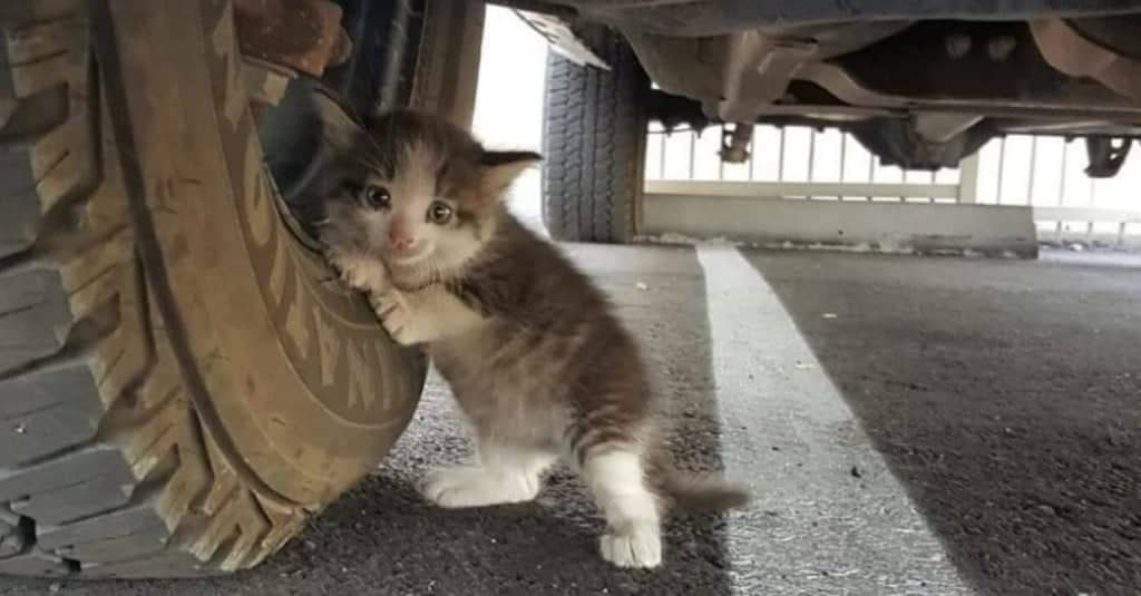 Il gattino salvato da Justin