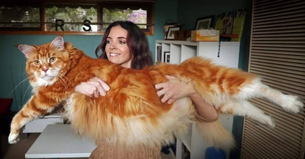 Potrebbe essere il gatto più lungo del mondo