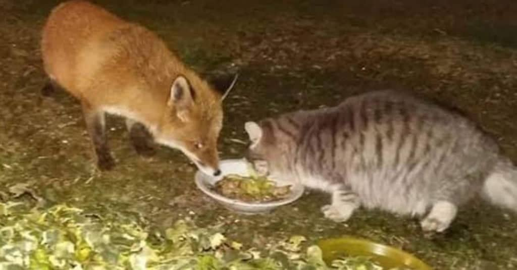 La gatta e la volpe di Laglio