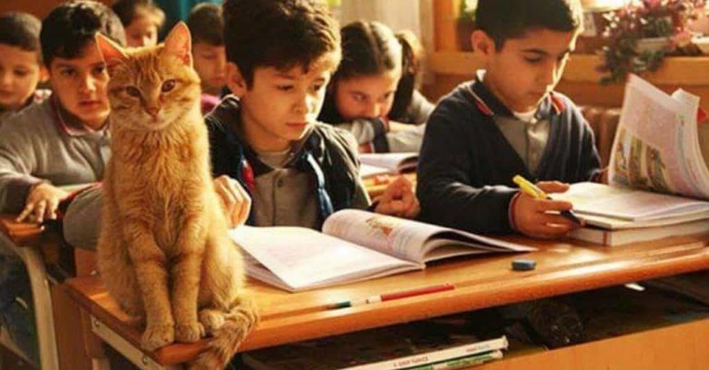 Il gatto Tombi è potuto tornare a scuola