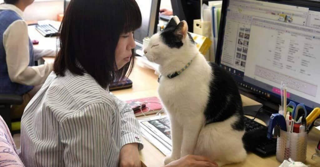 Il gatto come antitodo per lo stress sul posto di lavoro
