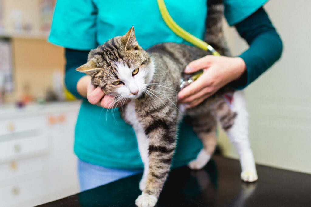 gatto dal veterinario