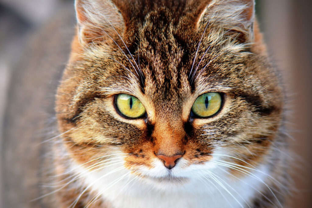 gatto con occhi verdi