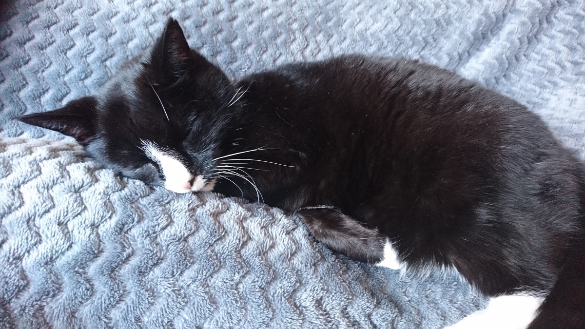 Insufficienza Renale Nel Gatto Tutto Quello Che Cè Da Sapere Il