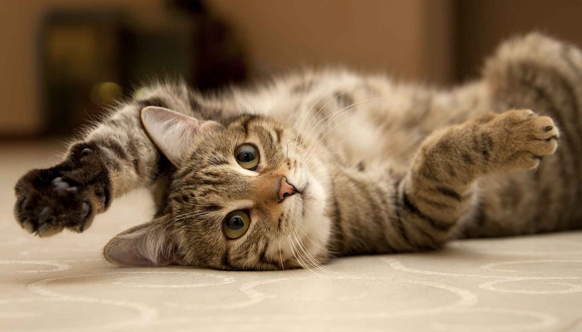 Insufficienza Renale Nel Gatto Tutto Quello Che Cè Da Sapere Il
