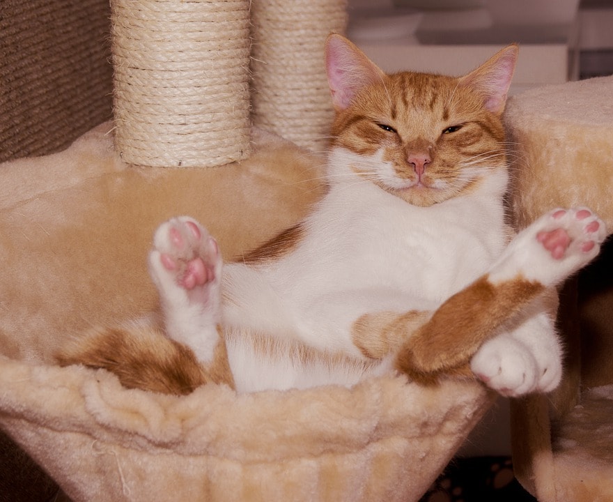 Come intrattenere il gatto in casa quando è da solo